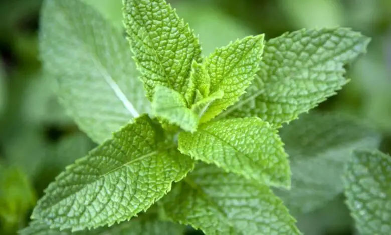 The Amazing Power Of Mint Leaves