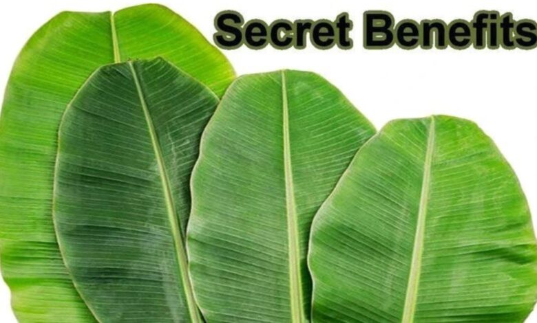 Use Banana Leaves To Cure The Following Health Conditions